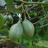 Solanum betaceum Cav.